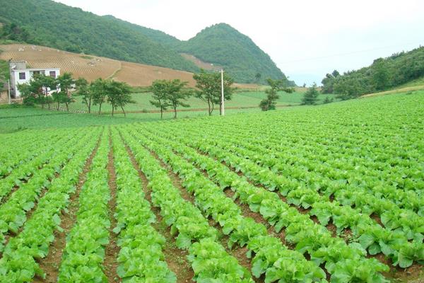 怎么种出没有污染的绿色蔬菜？科学施肥是关键