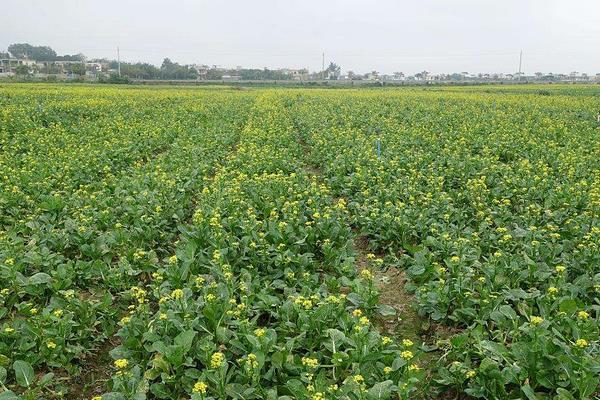 怎么种出没有污染的绿色蔬菜？科学施肥是关键