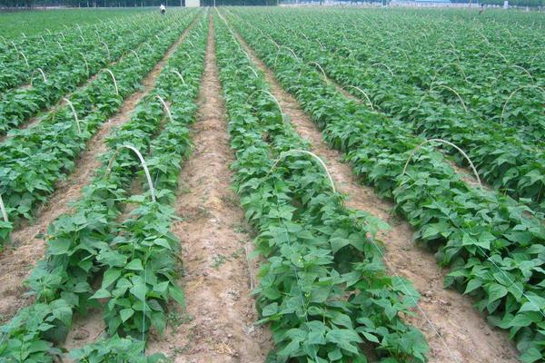 怎么种出没有污染的绿色蔬菜？科学施肥是关键