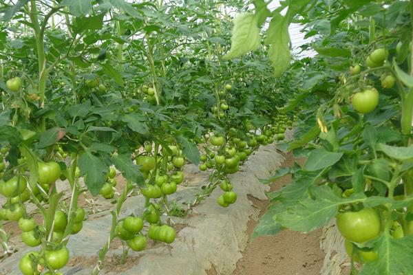 怎么种出没有污染的绿色蔬菜？科学施肥是关键