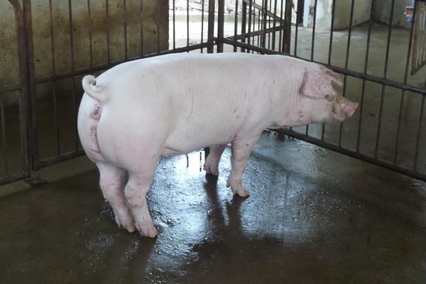 如何判断母猪有炎症,发情期用公猪精子判断