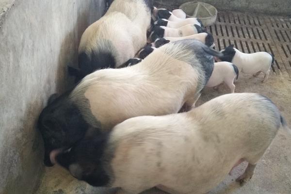 如何判断母猪有炎症,发情期用公猪精子判断