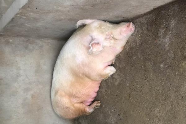 如何判断母猪有炎症,发情期用公猪精子判断