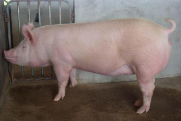 如何判断母猪有炎症,发情期用公猪精子判断