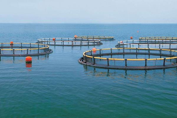 虾塘肥水用什么最佳?根据实际情况选择有机肥与无机肥