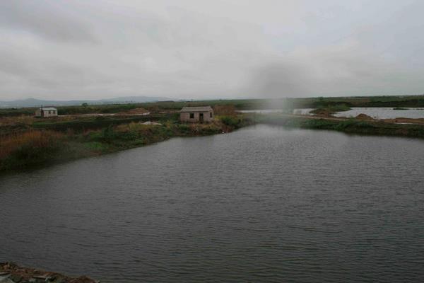 虾塘肥水用什么最佳?根据实际情况选择有机肥与无机肥