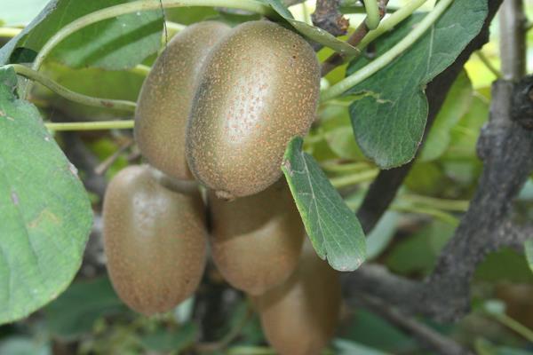 猕猴桃种植风险大吗?掌握科学种植方法,找好销路是关键