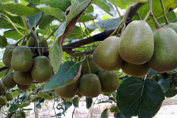 猕猴桃种植风险大吗?掌握科学种植方法,找好销路是关键