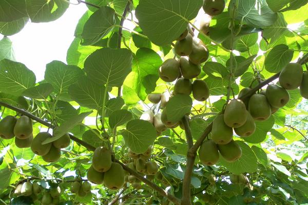 猕猴桃种植风险大吗?掌握科学种植方法,找好销路是关键