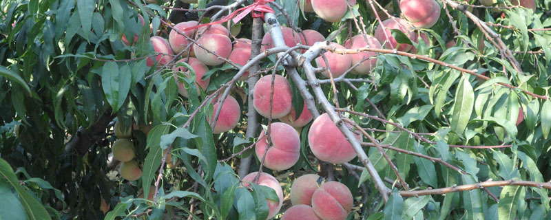 桃树的栽培密度,根据树形的不同密度也有所不同