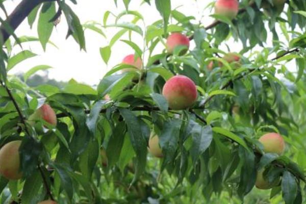 桃树的栽培密度,根据树形的不同密度也有所不同