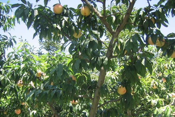 桃树的栽培密度,根据树形的不同密度也有所不同