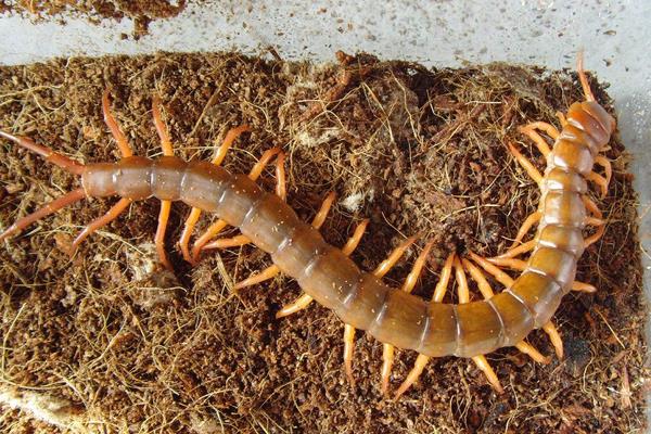 蜈蚣养殖成本要多少?人力成本占比最大,有销路利润很可观