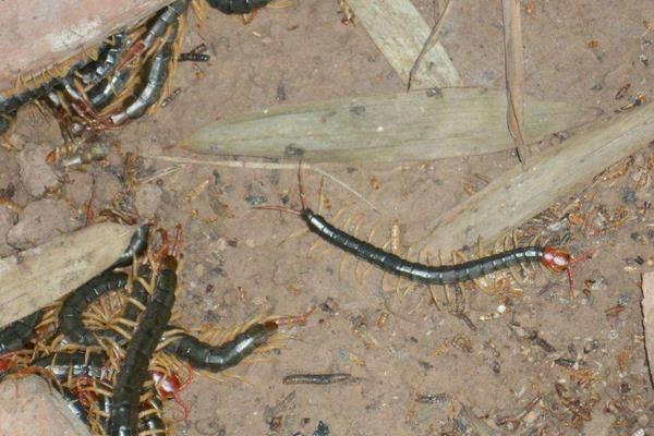 蜈蚣养殖成本要多少?人力成本占比最大,有销路利润很可观