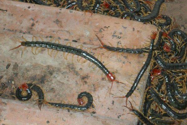 蜈蚣养殖成本要多少?人力成本占比最大,有销路利润很可观