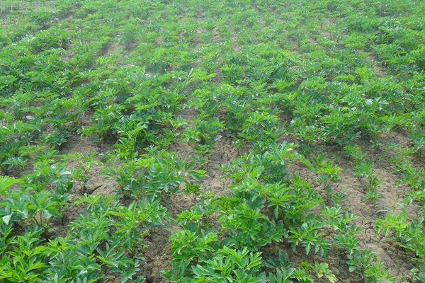 白芷种植技术及亩收益,前期成本不高,后期经济效益可观