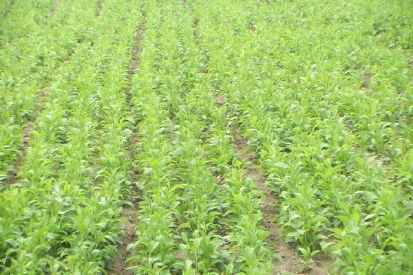 板蓝根如何种植?播种前需施基肥,后期积极防病虫害