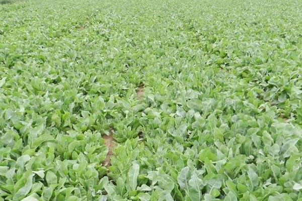 板蓝根如何种植?播种前需施基肥,后期积极防病虫害