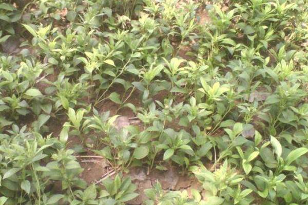 板蓝根如何种植?播种前需施基肥,后期积极防病虫害