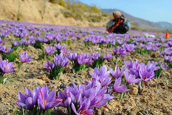 藏红花怎么种植?选地播种有技巧,后期积极防病虫害