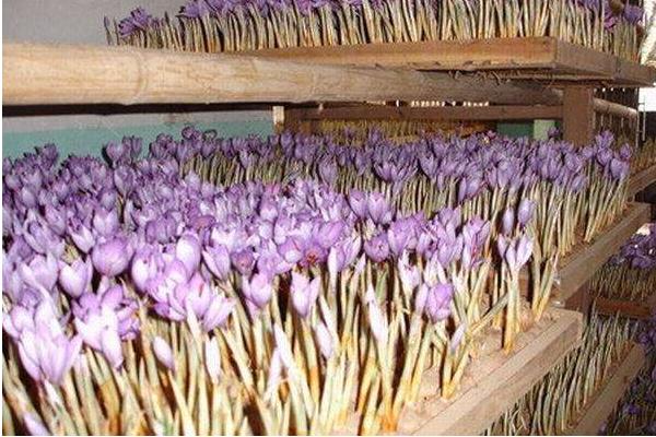 藏红花怎么种植?选地播种有技巧,后期积极防病虫害