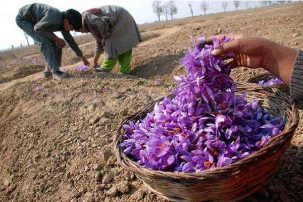 藏红花怎么种植?选地播种有技巧,后期积极防病虫害