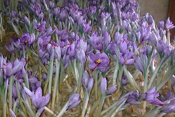 藏红花怎么种植?选地播种有技巧,后期积极防病虫害