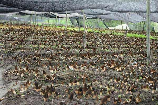 羊肚菌种植技术,环境和土壤要求高,调制栽培料极其重要
