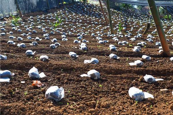 羊肚菌种植技术,环境和土壤要求高,调制栽培料极其重要