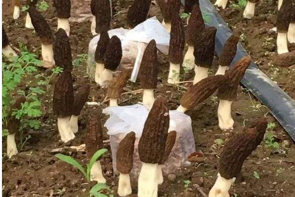 羊肚菌种植技术,环境和土壤要求高,调制栽培料极其重要