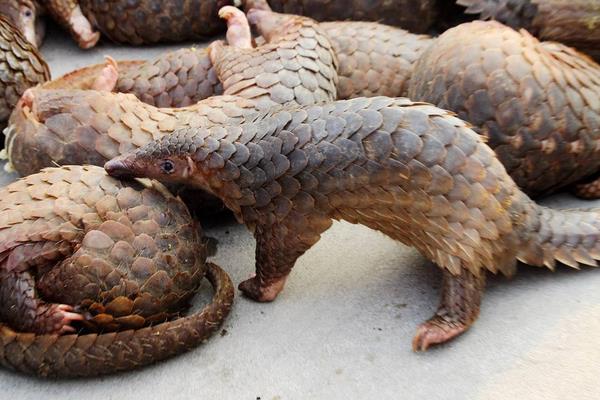 穿山甲养殖方法和技术,人工养殖需申请相关证件