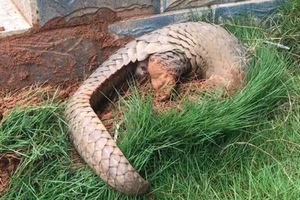 穿山甲养殖方法和技术,人工养殖需申请相关证件