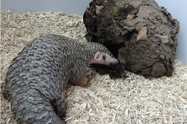 穿山甲养殖方法和技术,人工养殖需申请相关证件