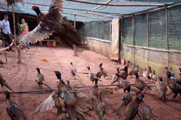 当下火爆的养殖项目有哪些?肉羊肉驴需求大,竹鼠野猪前景好