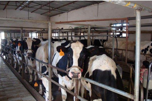 当下火爆的养殖项目有哪些?肉羊肉驴需求大,竹鼠野猪前景好