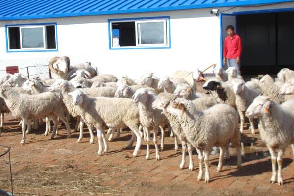 当下火爆的养殖项目有哪些?肉羊肉驴需求大,竹鼠野猪前景好