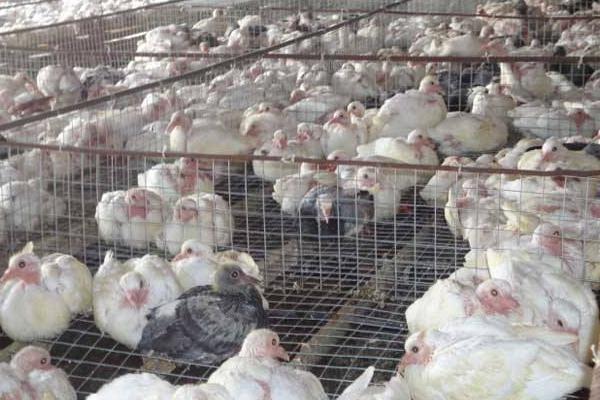 当下火爆的养殖项目有哪些?肉羊肉驴需求大,竹鼠野猪前景好