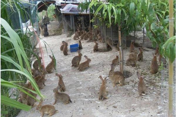 当下火爆的养殖项目有哪些?肉羊肉驴需求大,竹鼠野猪前景好