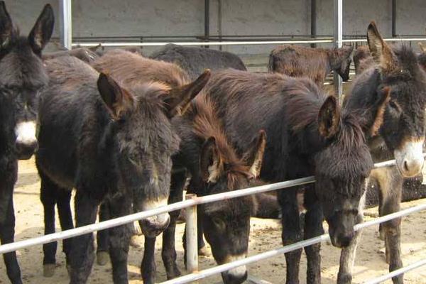 当下火爆的养殖项目有哪些?肉羊肉驴需求大,竹鼠野猪前景好