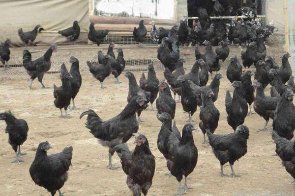 当下火爆的养殖项目有哪些?肉羊肉驴需求大,竹鼠野猪前景好