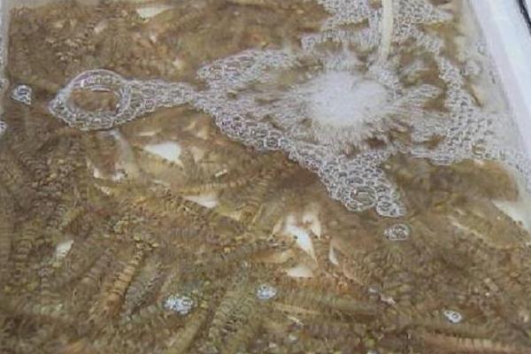 基围虾怎么养殖?掌握科学基围虾养殖技术