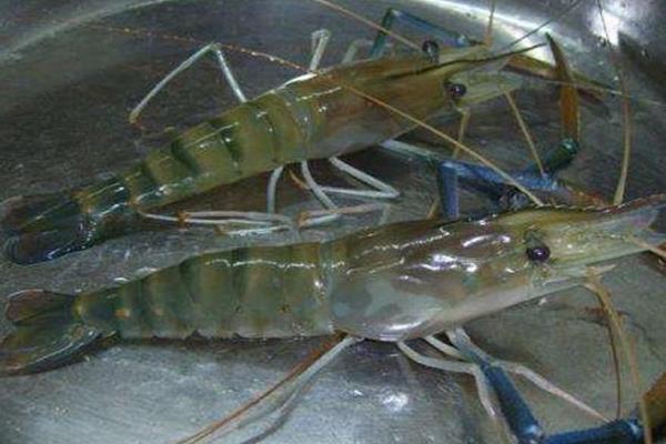 基围虾怎么养殖?掌握科学基围虾养殖技术