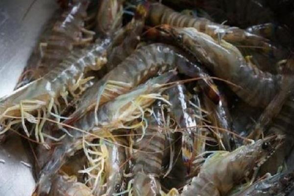 基围虾怎么养殖?掌握科学基围虾养殖技术