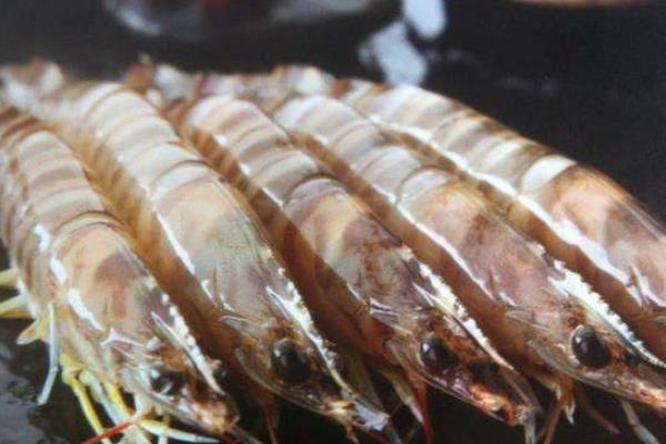 基围虾怎么养殖?掌握科学基围虾养殖技术