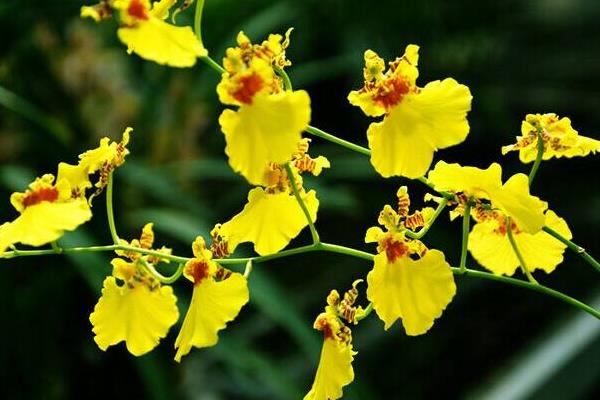 家庭跳舞兰的养殖方法,夏季需遮阴冬季要防寒