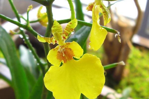 家庭跳舞兰的养殖方法,夏季需遮阴冬季要防寒