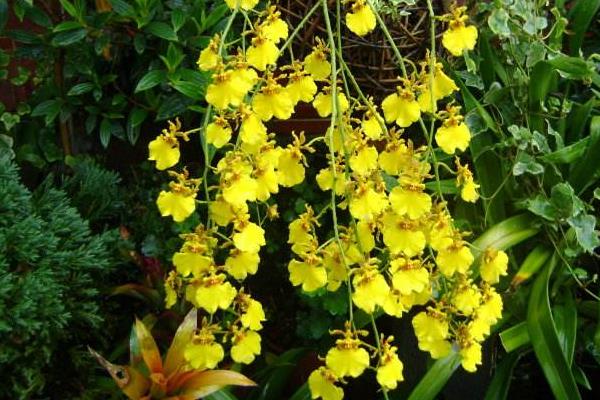 家庭跳舞兰的养殖方法,夏季需遮阴冬季要防寒