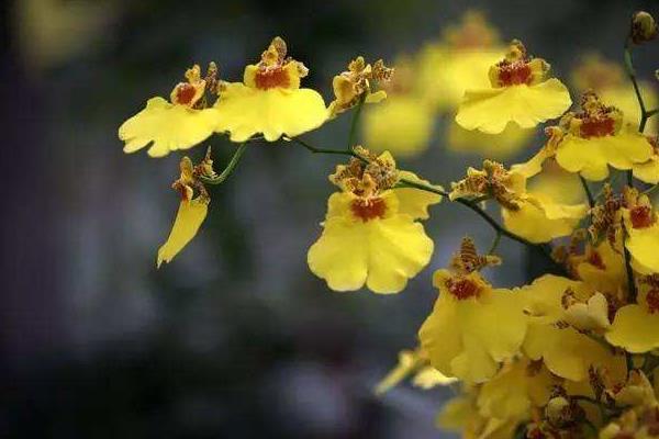 家庭跳舞兰的养殖方法,夏季需遮阴冬季要防寒