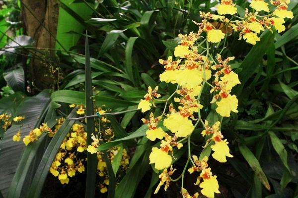 家庭跳舞兰的养殖方法,夏季需遮阴冬季要防寒