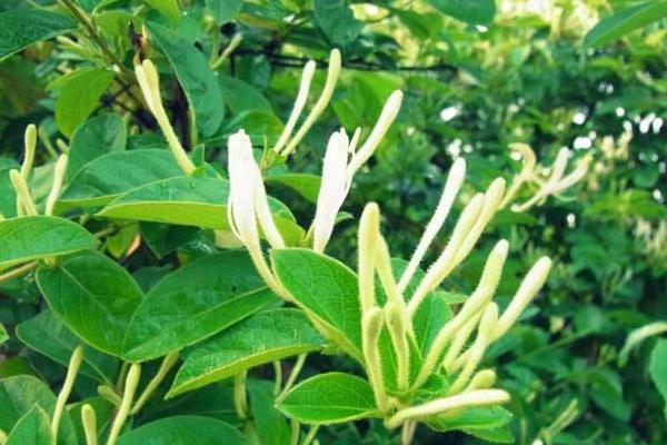 金银花种植条件,南方北方均可种植